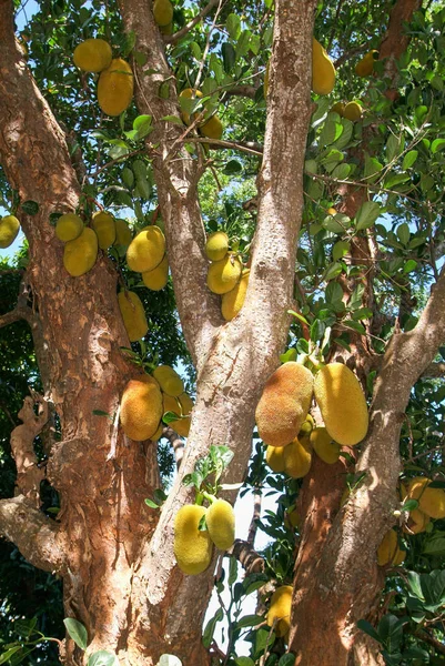 Jackfruit op de boom — Stockfoto