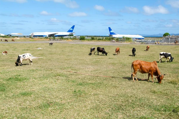 Vacas de pastoreo cerca del aeropuerto internacional de la isla Mayotte, F — Foto de Stock