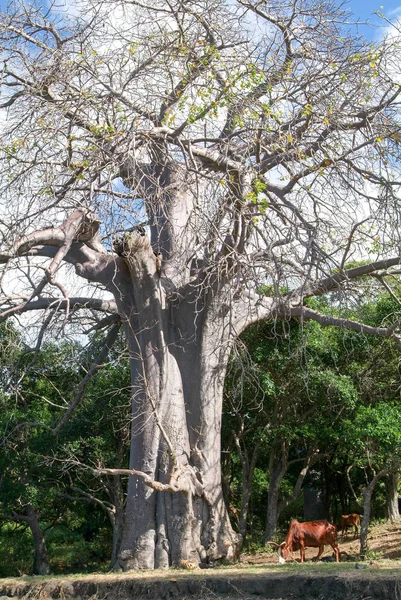 Baobab drzewa na plaży Sakouli na wyspie Majotta — Zdjęcie stockowe