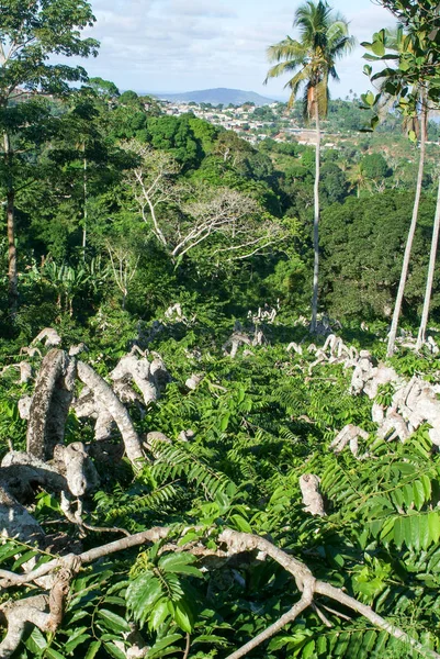 Ylang-ylang strom na ostrově Mayotte — Stock fotografie