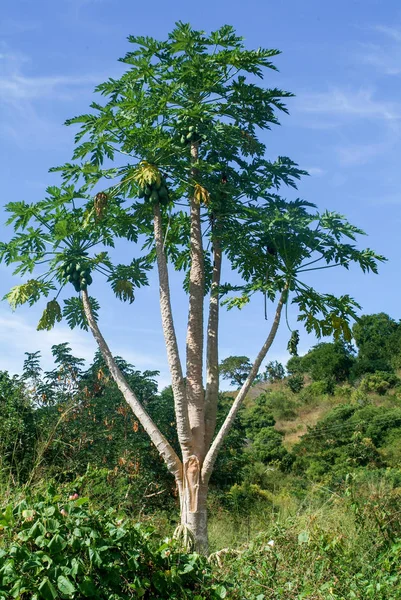 Papaia árvore no campo da ilha de Mayotte — Fotografia de Stock