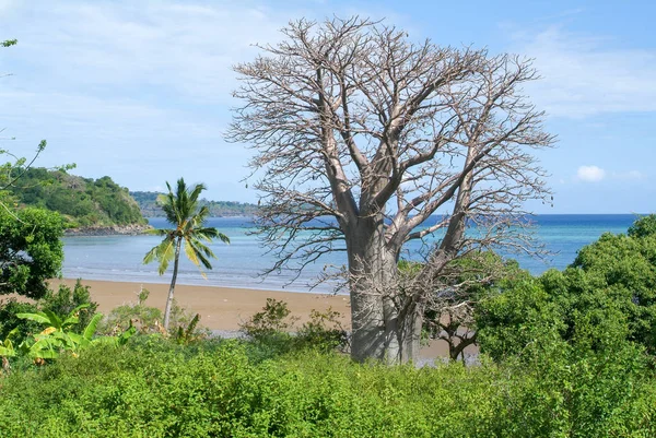 Baobab copac pe o plajă de pe insula Mayotte — Fotografie, imagine de stoc