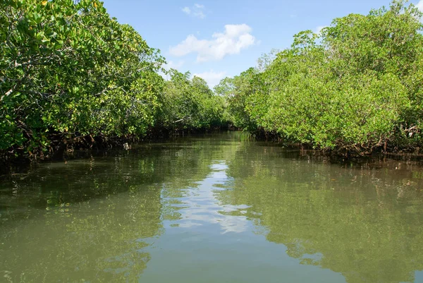 Le retrovie della costa dell'isola di Mayotte — Foto Stock