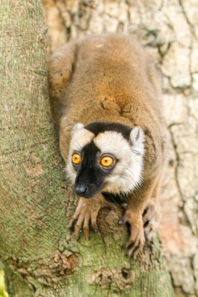 Vanliga bruna lemur på ett träd av ön Mayotte — Stockfoto