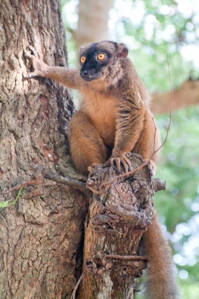 Lêmure marrom comum em uma árvore da ilha de Mayotte — Fotografia de Stock
