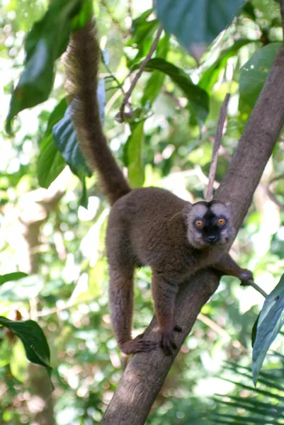 Lêmure marrom comum em uma árvore da ilha de Mayotte — Fotografia de Stock