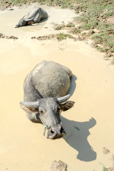 Zwei Büffel genießen das Wasser einer Pfütze bei Champasak — Stockfoto