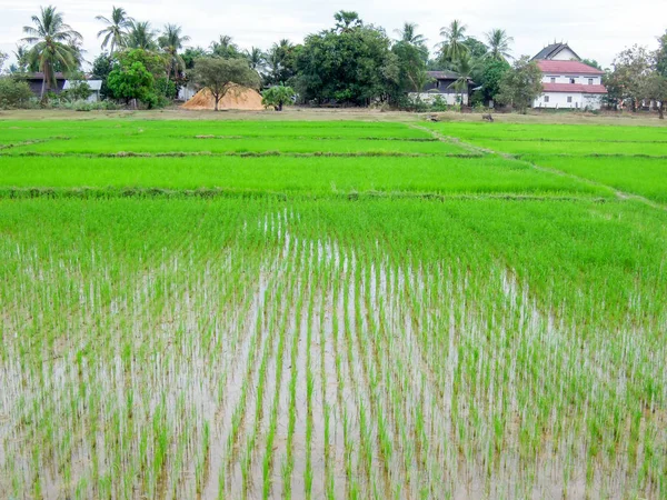 Natural rice field in Champasak — Stock Photo, Image