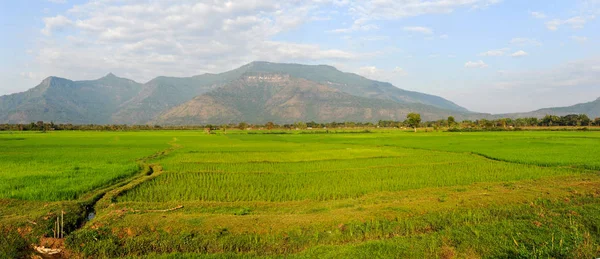 Champasak alanında doğal pirinç — Stok fotoğraf