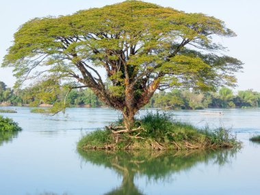 Büyük ağaç Don Det Adası'nda Mekong Nehri üzerinde
