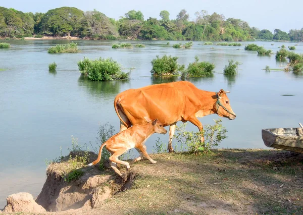 Krowa i łydki wypas wzdłuż rzeki Mekong — Zdjęcie stockowe