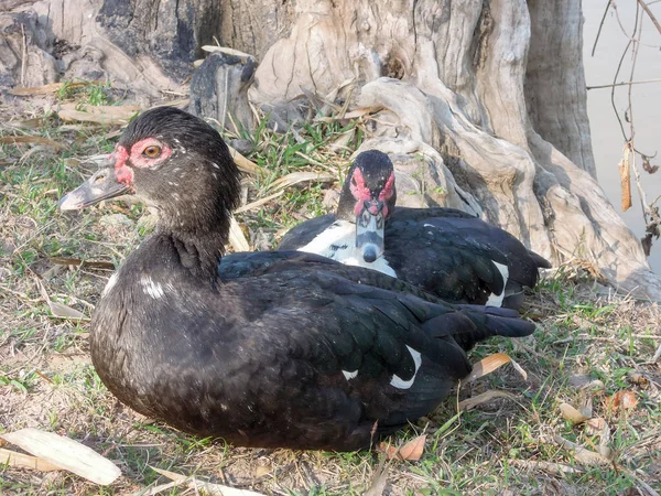 Zwei Enten am Mekong in don det island — Stockfoto