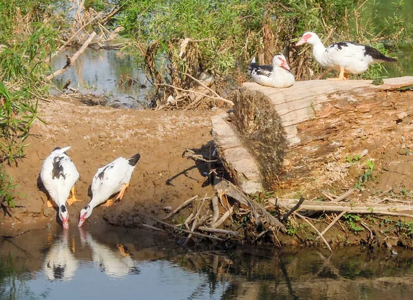 Rural landscape with ducks at river Mekong — Stock Photo, Image