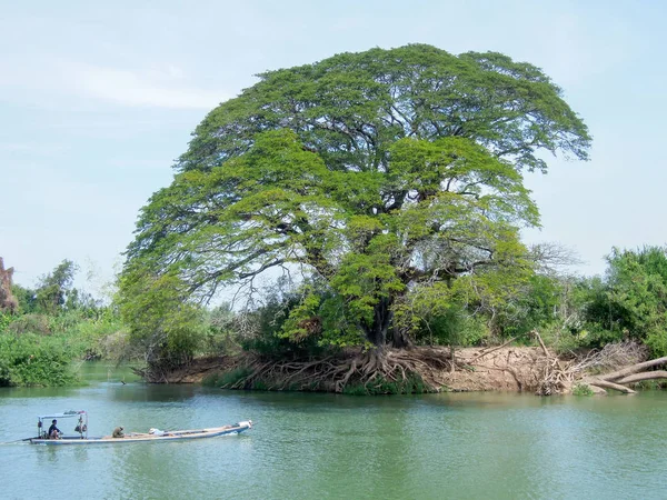 Grote boom op de Mekong rivier in Don Det island — Stockfoto