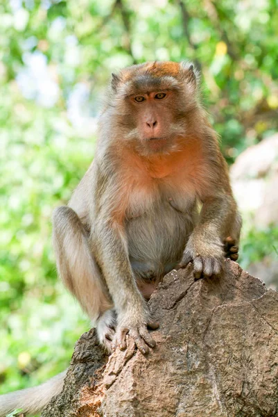 Monkey at Phuket island — Stock Photo, Image