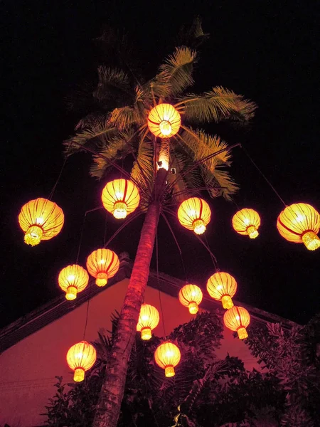 Palmeira decorada com lâmpadas de um restaurante — Fotografia de Stock