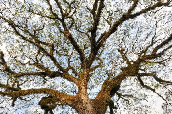 Viejo árbol lleno de musgo en Luang Prabang — Foto de Stock