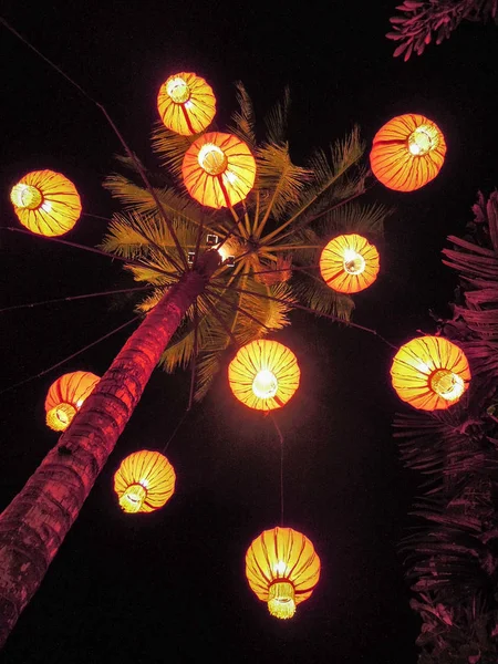 Palmeira decorada com lâmpadas de um restaurante — Fotografia de Stock