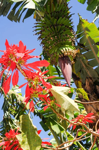 Bunch of banana plant — Stock Photo, Image