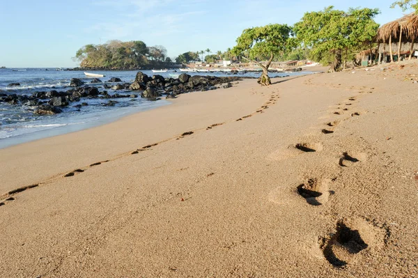 Stopa na pláži Los Cobanos — Stock fotografie