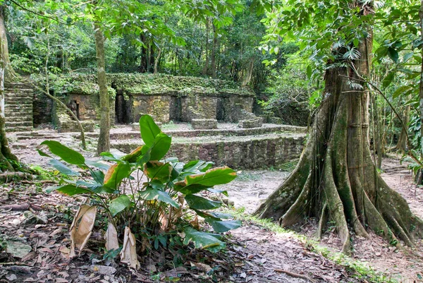 Ruiny z Palenque, miasta Majów w Chiapas — Zdjęcie stockowe