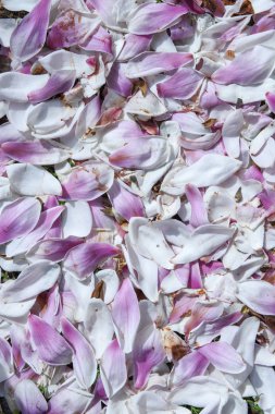 Çim üzerinde manolya yaprakları 