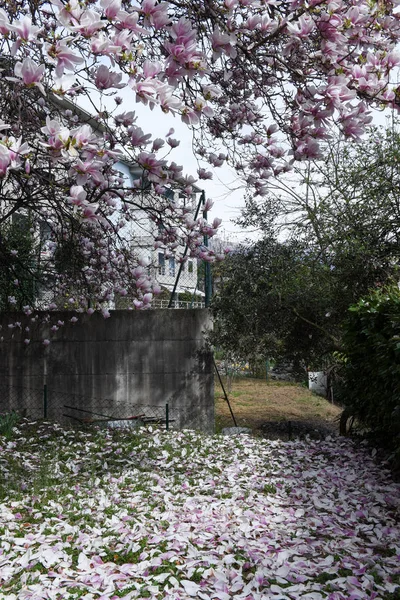 Magnolia petals on the grass — Stock Photo, Image