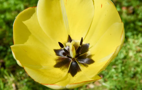 A sárga tulipán közelről — Stock Fotó