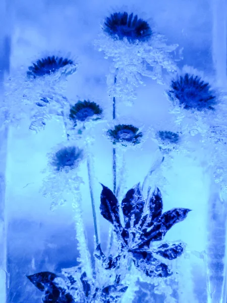 Fleur de printemps fozen dans la glace — Photo