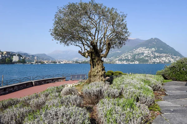 Il lungolago di Lugano sulla Svizzera — Foto Stock