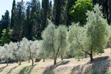 Greve in Chianti Tuscany üzerinde yakın zeytin ağaçları
