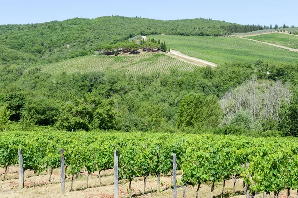 Rural landscape of Chianti vineyards on Tuscany — Stock Photo, Image