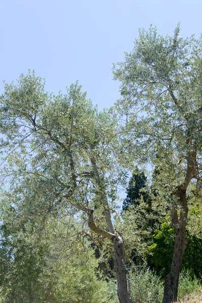 Drzewa oliwne w pobliżu Greve in Chianti, na Toskanii — Zdjęcie stockowe