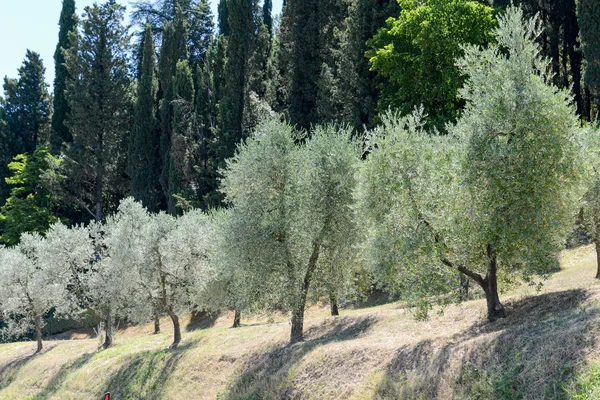 Greve in Chianti Tuscany üzerinde yakın zeytin ağaçları