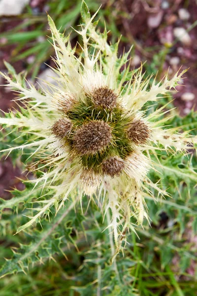 Dikenli bitki Alp çiçek