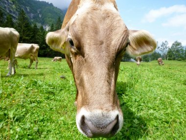Engelberg, Alp çayırda Brown inekler