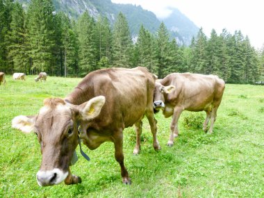Engelberg, Alp çayırda Brown inekler