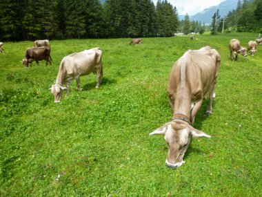 Engelberg, Alp çayırda Brown inekler