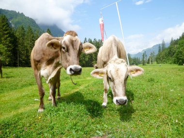 Engelberg, Alp çayırda Brown inekler