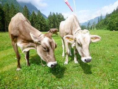 Engelberg, Alp çayırda Brown inekler