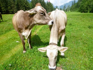 Engelberg, Alp çayırda Brown inekler