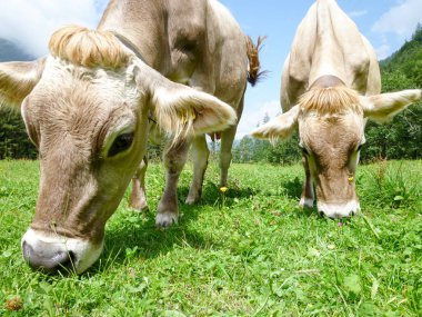 Engelberg, Alp çayırda Brown inekler