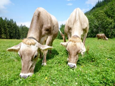 Engelberg, Alp çayırda Brown inekler