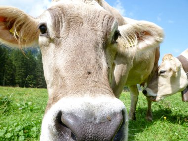 Engelberg, Alp çayırda Brown inekler