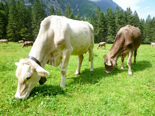 Brown cows in the alpine meadow at Engelberg — Stock Photo, Image