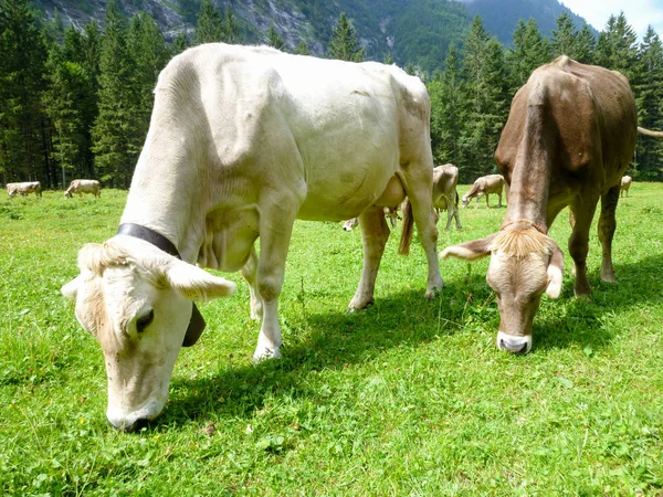 Brown cows in the alpine meadow at Engelberg — Stock Photo, Image