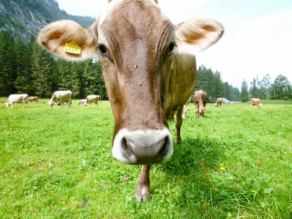Vaches brunes dans la prairie alpine d'Engelberg — Photo