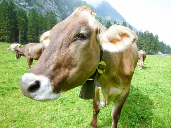Vacche brune nel prato alpino di Engelberg — Foto Stock