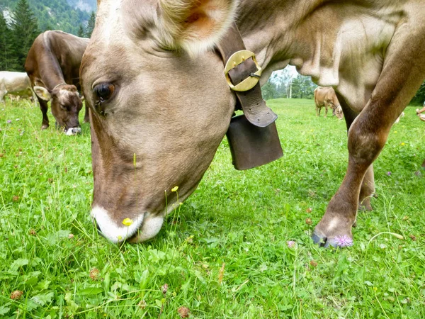 Brązowe krowy w alpejskiej łąki w Engelberg — Zdjęcie stockowe