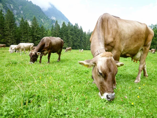 Vacas pardas en el prado alpino de Engelberg — Foto de Stock